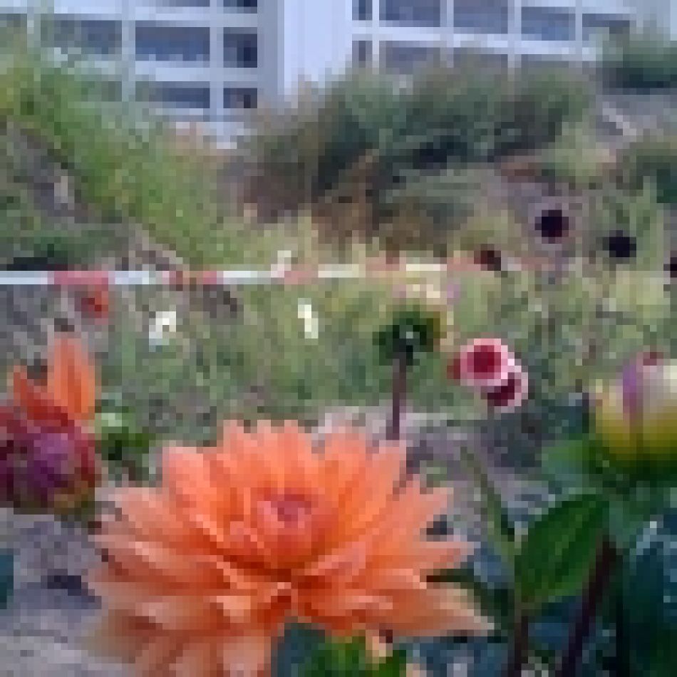 Dahlia Drive
